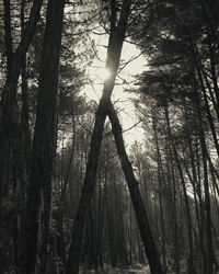 Low angle view of trees against sky