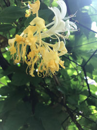 Close-up of yellow flowering plant