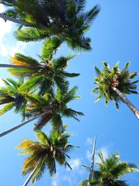 Low angle view of coconut palm tree against blue sky