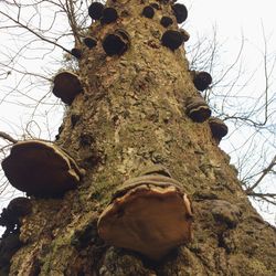 Low angle view of a tree trunk