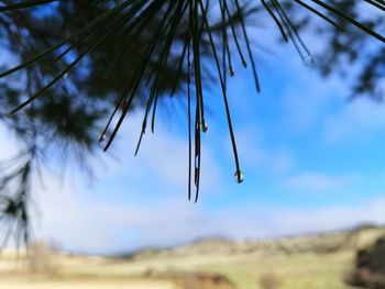 Low angle view of pine tree against sky