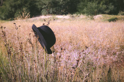 Scenic view of flower on field