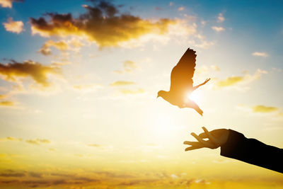 Cropped hand releasing dove against cloudy sky during sunset