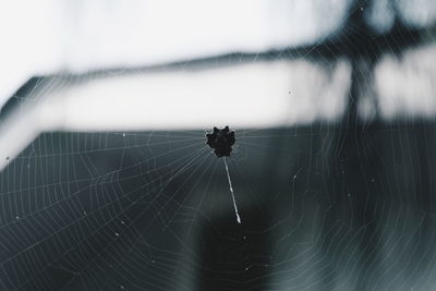 Close-up of spider on web