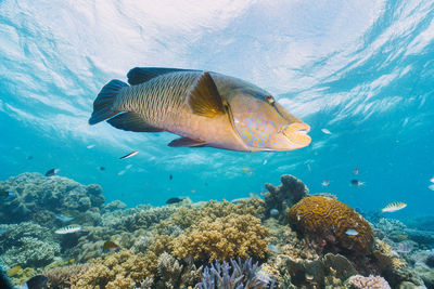 Close-up of fish swimming in sea