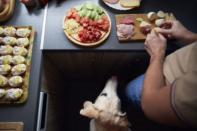 Curious dog watching his owner preparing food for party in home kitchen.