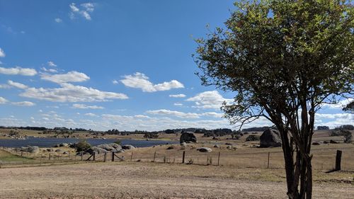 Horses grazing on landscape against sky