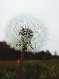 Close-up of dandelion flower on field