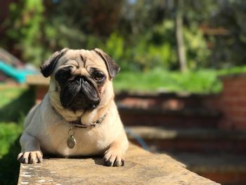 Portrait of dog