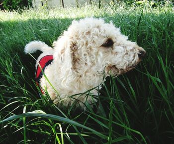 Close-up of dog