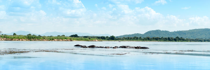 Panoramic view of ducks swimming in water against sky