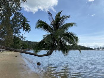 Scenic view of palm trees against sky