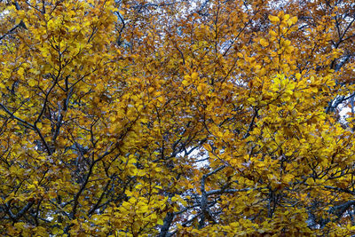 Low angle view of autumnal tree against sky