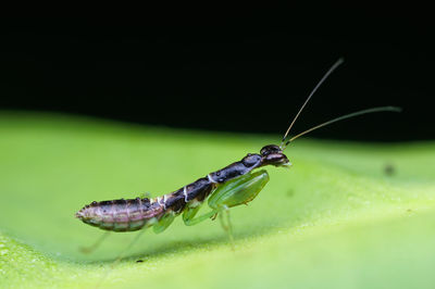 Close-up of insect on leaf