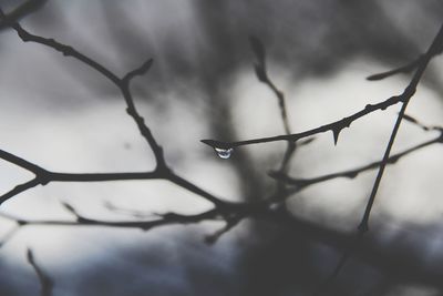 Close-up of wet twig against sky