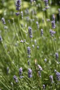 Close-up of purple flowers