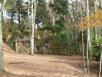 Pine trees in forest