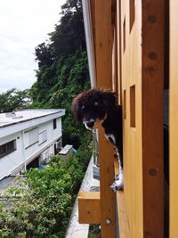 Close-up of dog by door against sky