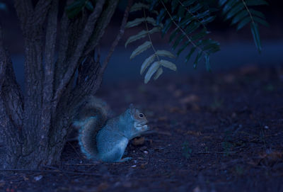 View of lizard on tree trunk