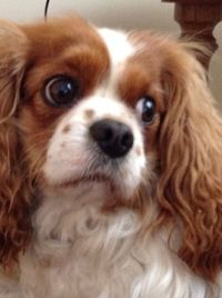 Close-up portrait of dog