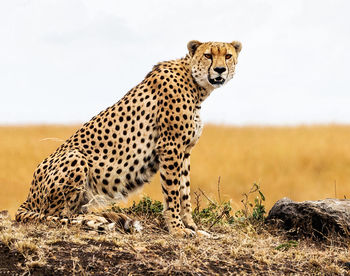 View of a cat on field