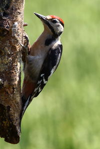 Close-up of bird perching on tree