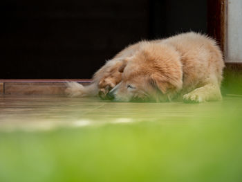 Close-up of a dog sleeping