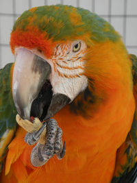 Close-up of a parrot