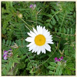 Close-up of white flower