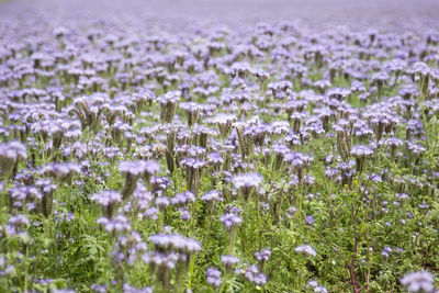 Purple flowering plants on field