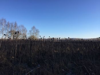 Birds by trees against clear sky