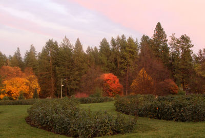 Scenic view of trees and field against sky