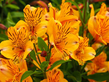 Close-up of yellow flowering plant