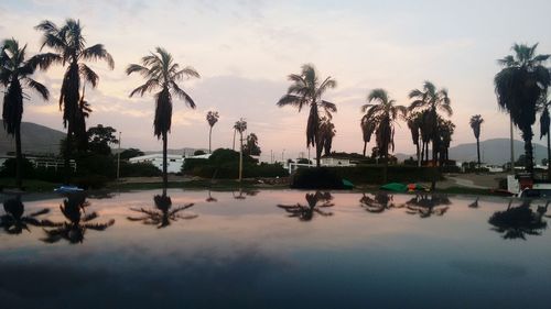 Palm trees against sky at sunset