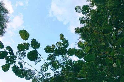 Low angle view of trees against sky