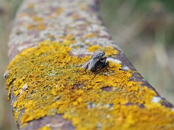 Close-up of insect on tree trunk