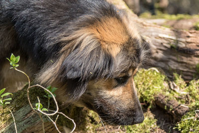 Close-up of a dog