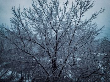 Low angle view of bare trees against sky during winter