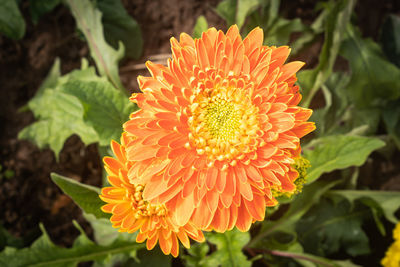 Close-up of orange flower