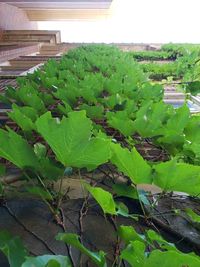 High angle view of plant growing on field