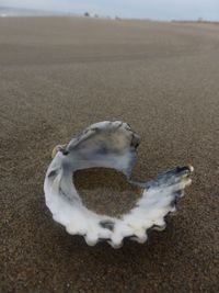 Close up of seashells on shore