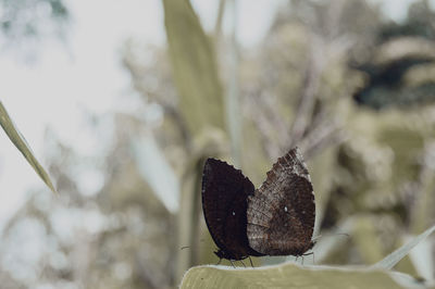 Close-up of butterfly on plant