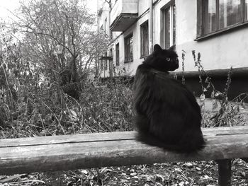 Cat sitting on a building