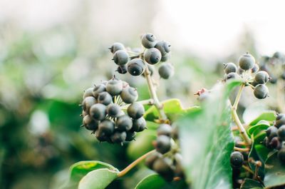 Close-up of berries growing on tree