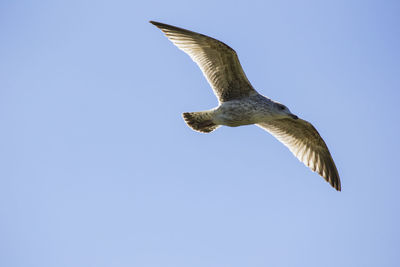 Low angle view of eagle flying against clear sky