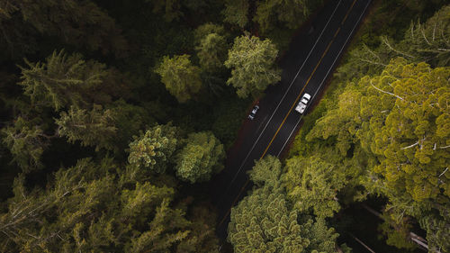 Aerial view of cars driving on forest road amongst giant redwood trees