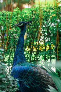 Close-up of a bird in forest