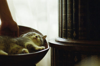 Cropped image of person touching cat sleeping on seat