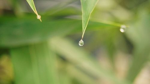 Close-up of water drop on leaf