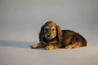 Portrait of dog resting